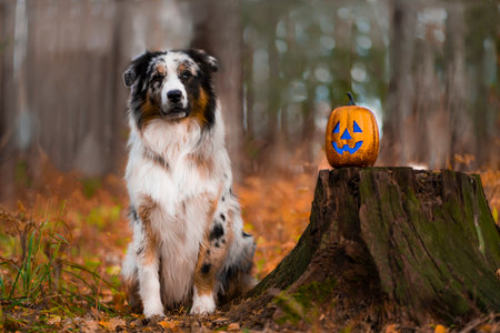 An Australian Shepherd dog stands near a tree stump, with toy pumpkins nearby. High quality photoの写真素材