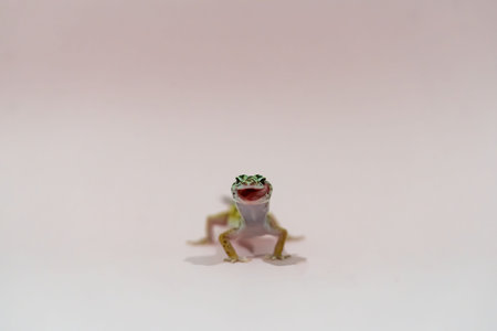 Leopard gecko on a pink background, emotionsの写真素材