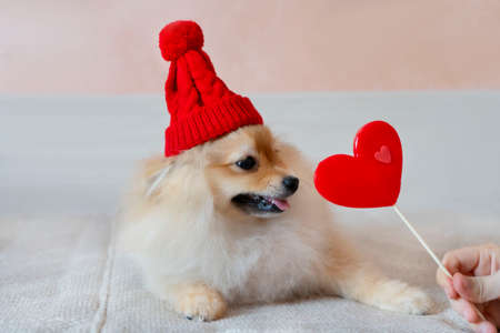 Pomeranian in a red knitted hat with a red heartの写真素材