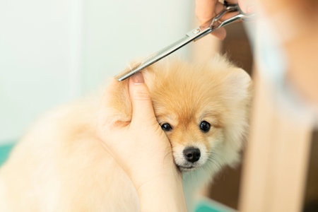 Pomeranian Pomeranian grooming, hair cuttingの写真素材