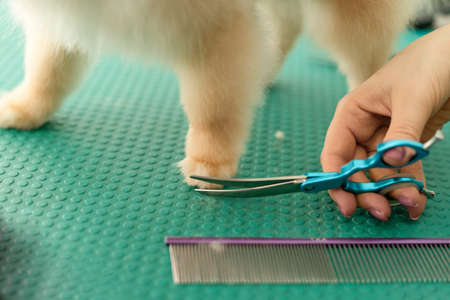 Pomeranian Pomeranian grooming, hair cutting