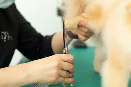 Pomeranian Pomeranian grooming, hair cuttingの写真素材