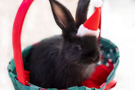 Black rabbit in a green Christmas basket in a Santa Claus hatの写真素材