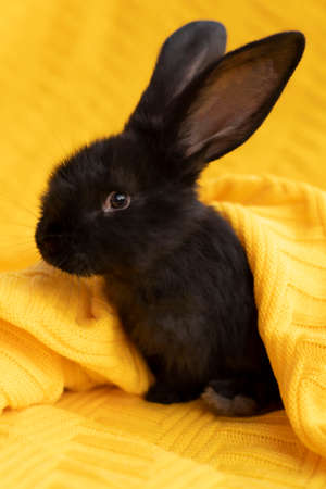 Black little rabbit close-up on a yellow knitted blanketの写真素材