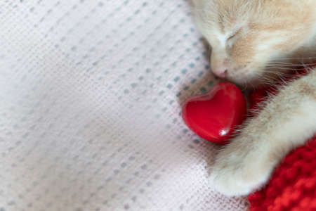 Close-up, red kitten sleeping with a red heartの写真素材