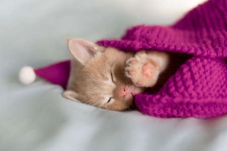Red kitten in a hat Santa Claus lilac color, sleeping on a gray bedの写真素材