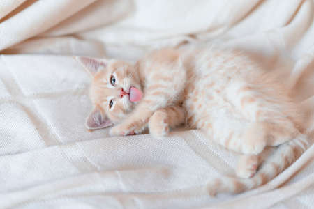Cute little red kitten sleeps with his tongue hanging out on a knitted blanketの写真素材