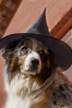 Australian Shepherd dog on the background of a brick wall, in a witchs hat. Halloween Conceptの写真素材