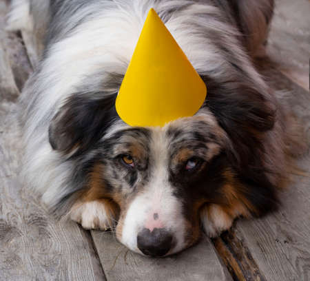 Sad birthday of the australian shepherd dogの写真素材
