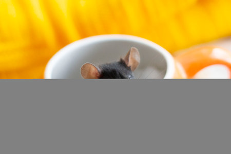 A small gray mouse peeks out of a ceramic pumpkin. Halloween Conceptの写真素材