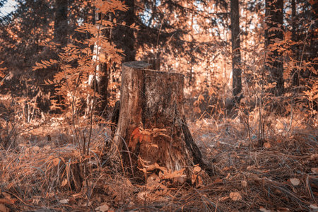 Birch stump in the forest, the rest of the felled tree, deforestationの写真素材