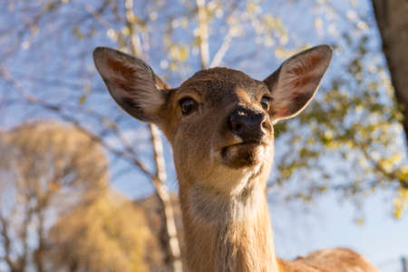 Portrait of a female deer in the autumn forest
