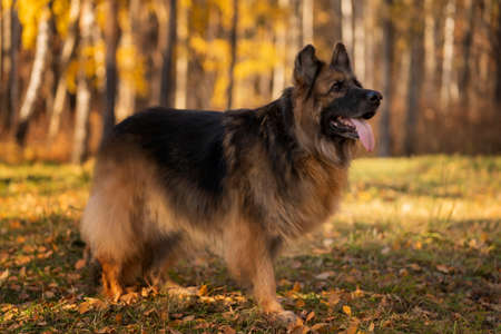 German Shepherd in full growth against the background of the autumn forestの写真素材