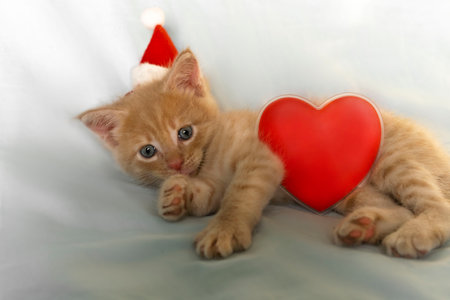 Red kitten in Santa Claus hat with a red heart sleeping in the shadeの写真素材