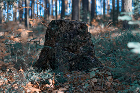 Birch stump in the forest, the rest of the felled tree, deforestation in summerの写真素材