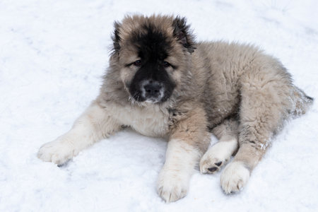 Puppy caucasian shepherd dog in full growth, she lies on the snowの写真素材
