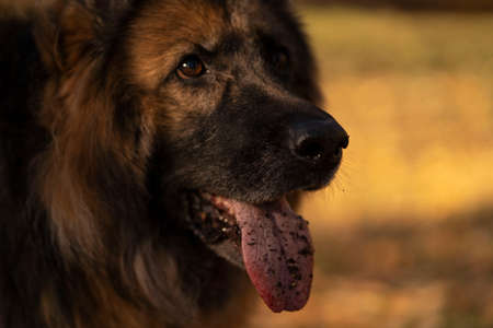 German Shepherd in autumn in the open space in the forestの写真素材