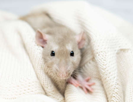 A rat in a blanket. A blue decorative rat under a knitted blanket.の写真素材