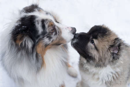 Australian Shepherd Dog Sniffs Caucasian Shepherd Puppyの写真素材