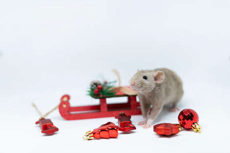 A beige rat on a gray background with a red sleigh. The concept of the new year, Christmasの写真素材