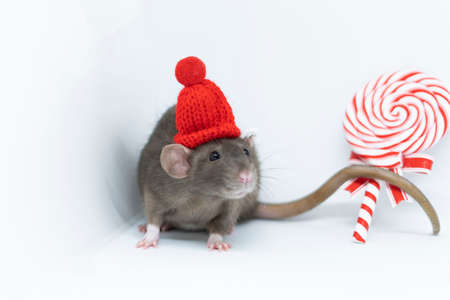 Gray rat in a red hat with a round New Years lollipopの写真素材