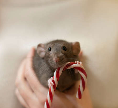 A gray rat on a beige background with a red lollipopの写真素材