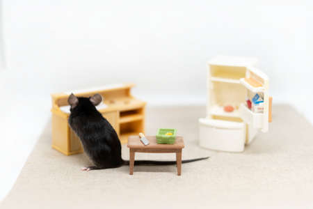 A small gray mouse in the kitchen near the sink, washing dishes. Doll furniture, toysの写真素材