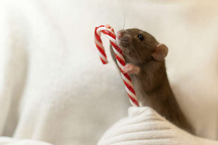 A gray rat on a beige background with a red lollipopの写真素材