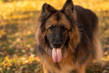 German Shepherd in autumn in the open space in the forestの写真素材