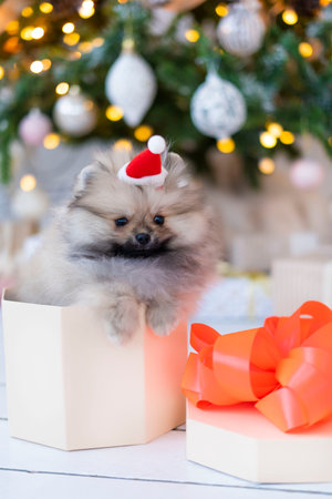 Spitz puppy in a gift box under the Christmas treeの写真素材