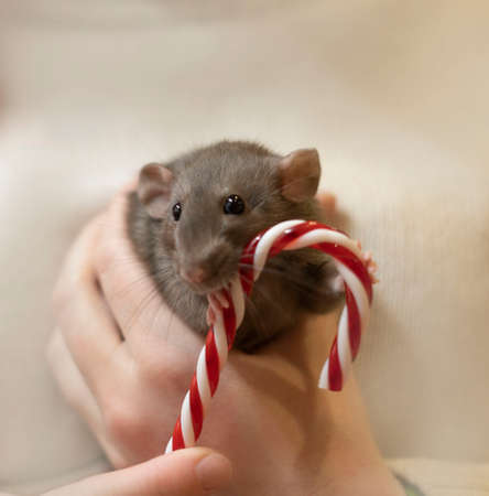 A gray rat on a beige background with a red lollipopの写真素材