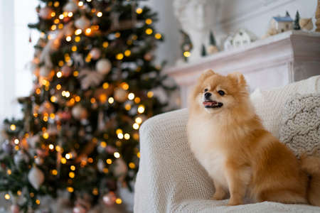 Red dog Spitz on the background of the Christmas tree. Copy spaceの写真素材