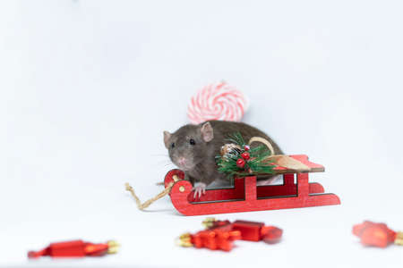 A beige rat on a gray background with a red sleigh. The concept of the new year, Christmasの写真素材