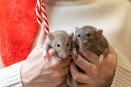Two rats in the arms of a girl against the background of New Years lightsの写真素材