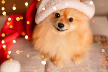 Spitz dog in Santa Clauss cap and glasses lies on a book against the background of a Christmas tree and lightsの写真素材