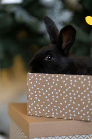 A black rabbit sits in a box against the backdrop of a Christmas tree.