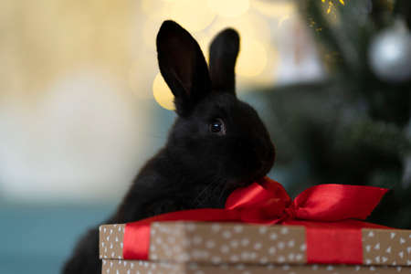 A black rabbit sits on a gift box against the backdrop of a Christmas tree. High quality photoの写真素材