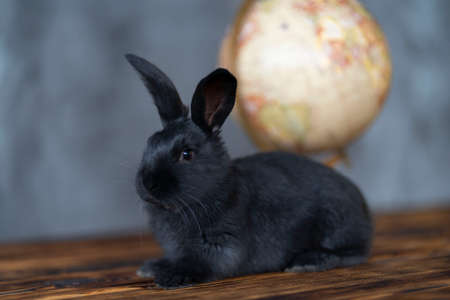 A black rabbit sits in front of a globe and looks into the cameraの写真素材