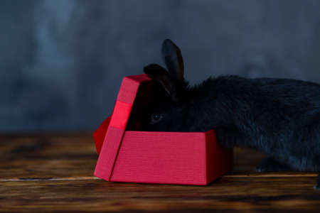 Black rabbit with a red gift box on the background of the wall of gray color. High quality photoの写真素材