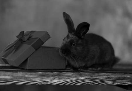 Black and white photo of a rabbit with a gift box. Sits on a wooden surfaceの写真素材