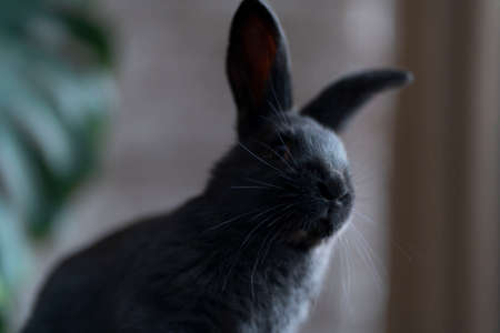 Portrait of a black rabbit on the background of the monstera plantの写真素材