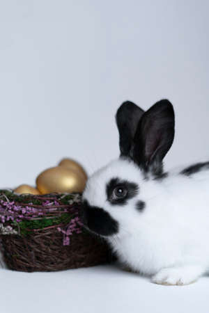 A white rabbit with black spots. Basket of dried flowers with Easter eggs