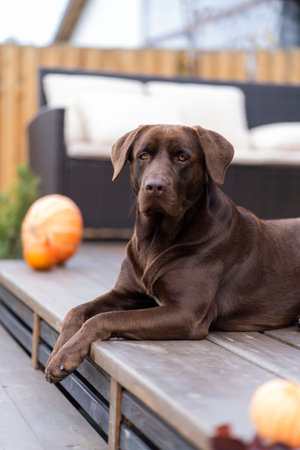 A brown labrador lies on a wooden surface next to pumpkins for Halloweenの写真素材