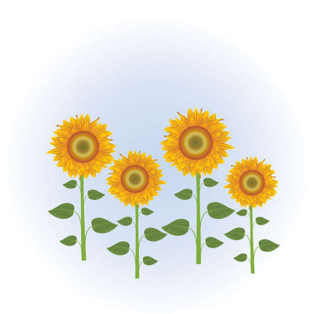 Abstract orange sunflowers on the blue background のイラスト素材