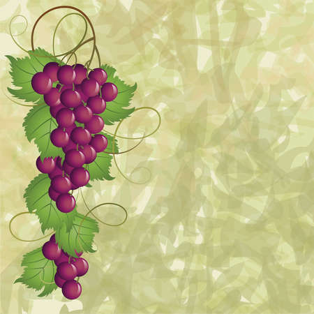 Grapevine on a green backgroundのイラスト素材