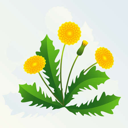 Summer background with yellow dandelions and green leaves.のイラスト素材