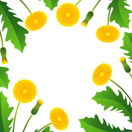 Summer background with yellow dandelions and green leaves.のイラスト素材