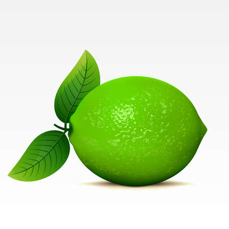 Lime on a white backgroundのイラスト素材
