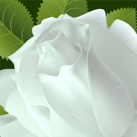 Rose on a white background Maskのイラスト素材