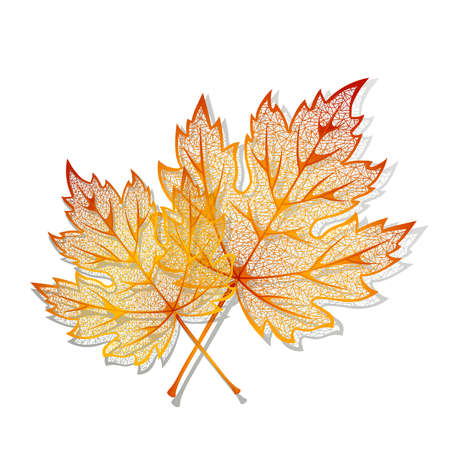 Autumn  background with maple leaves のイラスト素材